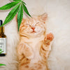 Can Cats Take CBD? A Comprehensive Guide for Feline Wellness - Mister Vape