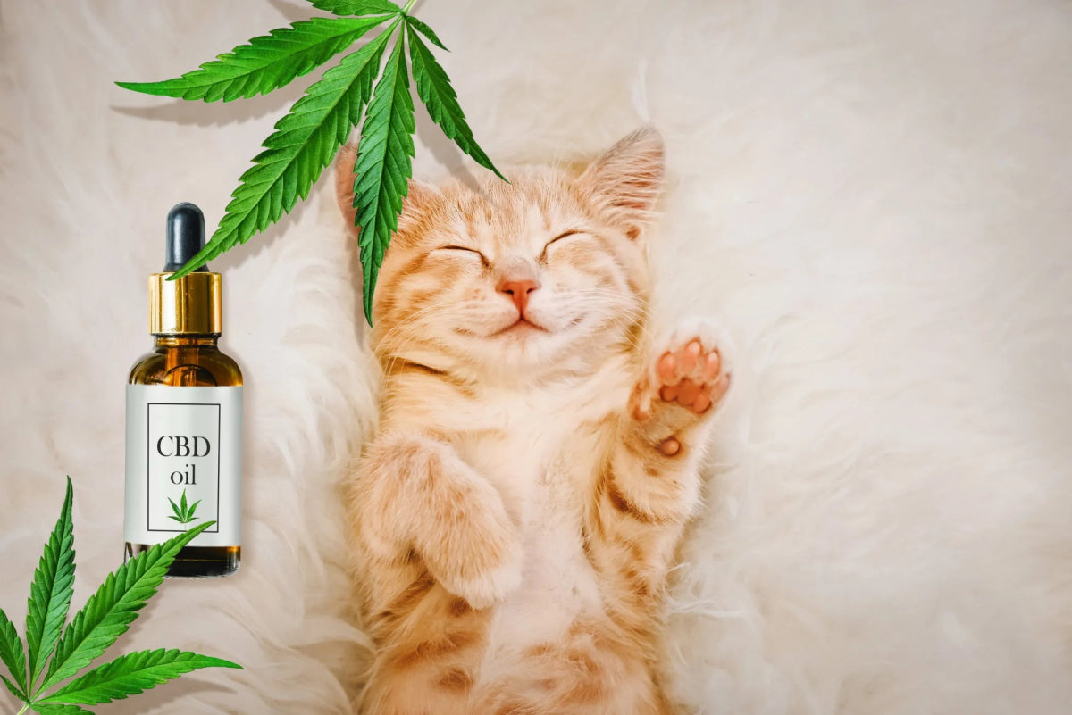 Can Cats Take CBD? A Comprehensive Guide for Feline Wellness