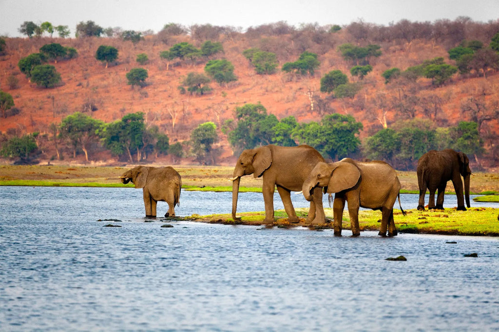 Can You Vape in Botswana? The current landscape