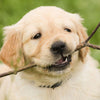 Is It Safe to Vape Around Dogs? - Mister Vape